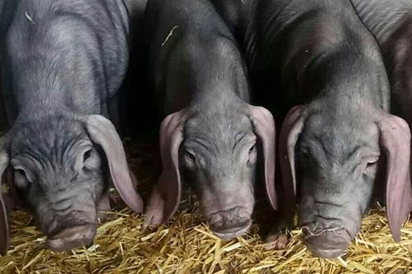 原種太湖母豬哪里有賣 太湖母豬第幾代最好