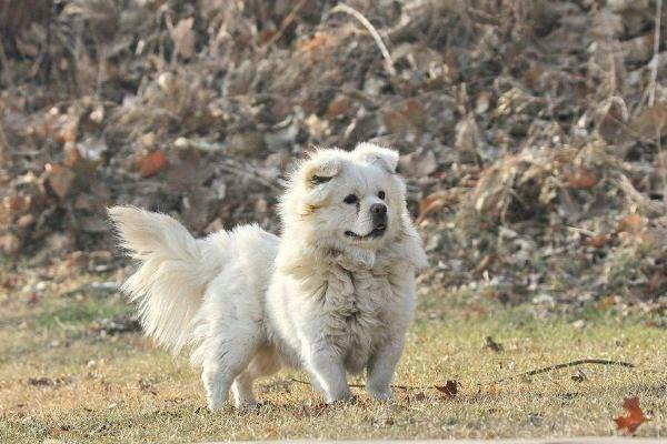 夢見白狗是什么意思 女人夢到白狗和自己親近有什么預兆