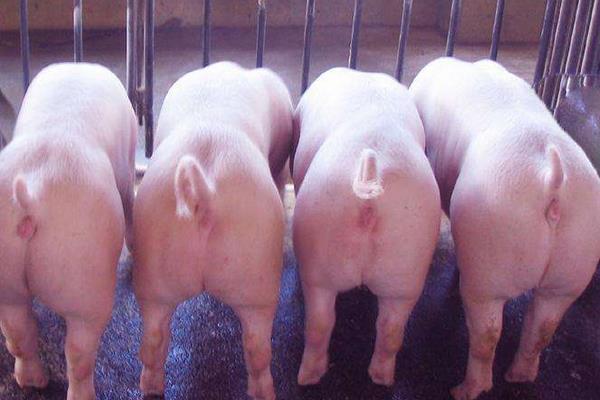 怎樣識(shí)別二元母豬 二元母豬哪個(gè)品系最好