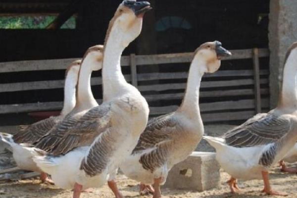 最大獅頭鵝有幾斤 獅頭鵝能長到多少斤