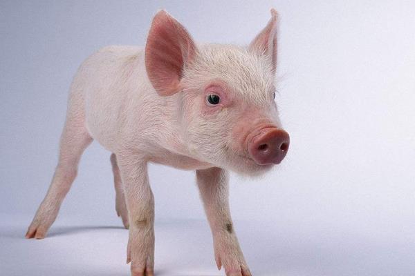 豬流感癥狀 豬流感的最佳冶療方案