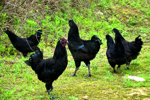 黑雞厲害還是白雞厲害 黑雞比白雞厲害為什么