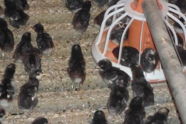 蘆花雞苗市場價格多少錢一只 蘆花雞苗養殖技巧