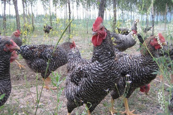 蘆花雞圖片大全 蘆花雞簡介 蘆花雞有幾種