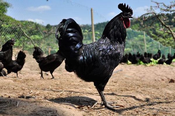 五黑雞市場價格多少錢一斤 五黑雞是什么