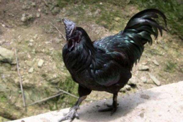 烏骨雞和五黑雞的區別是什么 烏骨雞的簡介