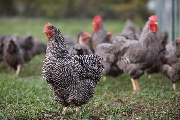 蘆花雞功效與作用 蘆花雞營養價值