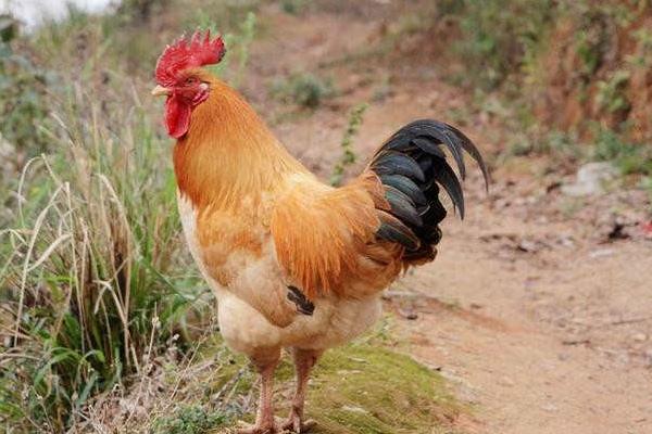 杏花雞市場價格多少錢一斤 杏花雞的主要特性