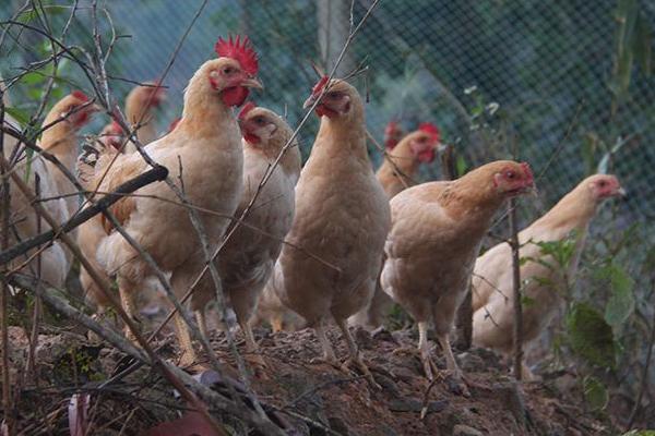 杏花雞和普通雞的區別是什么 杏花雞飼養方法
