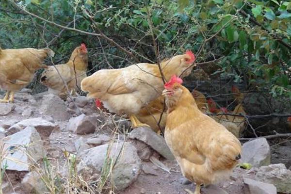 杏花雞和普通雞的區別是什么 杏花雞飼養方法
