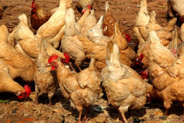 杏花雞和普通雞的區別是什么 杏花雞飼養方法