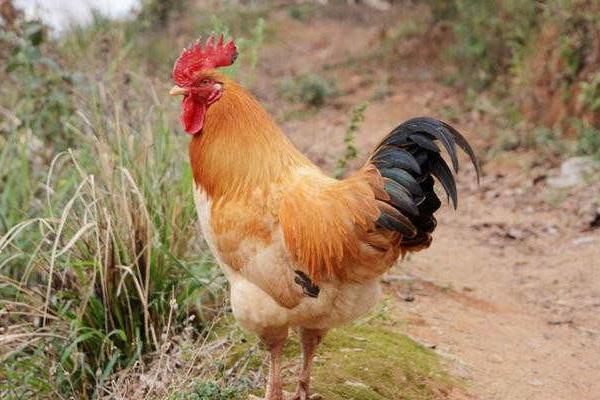 杏花雞和普通雞的區別是什么 杏花雞飼養方法
