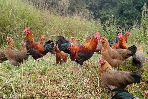 杏花雞和普通雞的區別是什么 杏花雞飼養方法