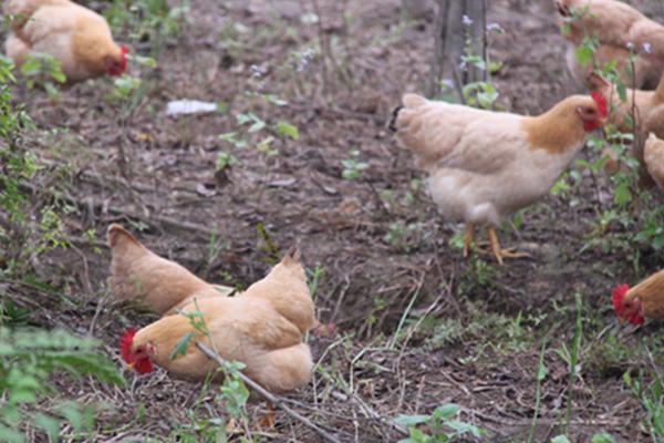 杏花雞和普通雞的區別是什么 杏花雞飼養方法