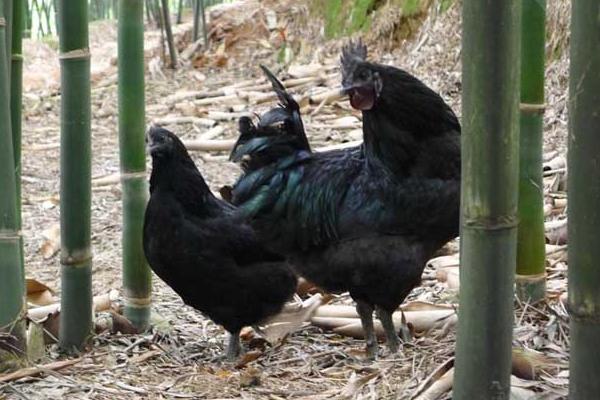 為什么沒人養(yǎng)殖烏骨雞 烏骨雞養(yǎng)殖利潤與前景分析