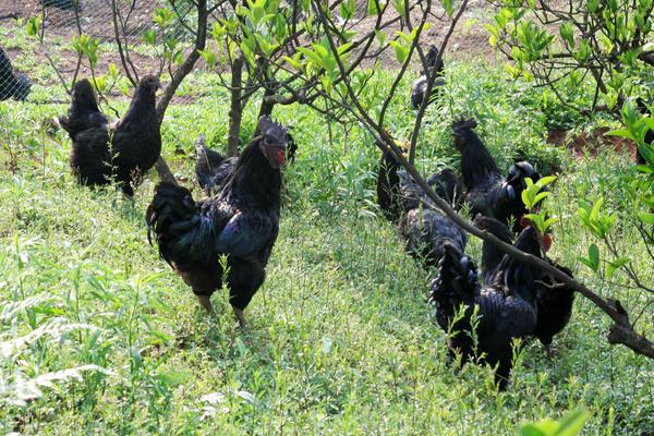 為什么沒人養殖烏骨雞 烏骨雞養殖利潤與前景分析
