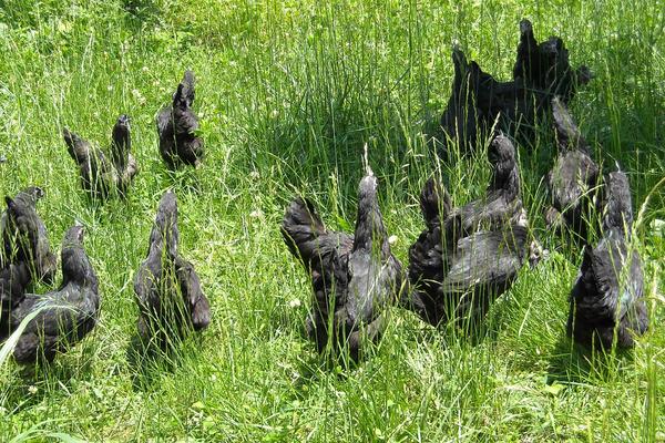 為什么沒人養殖烏骨雞 烏骨雞養殖利潤與前景分析