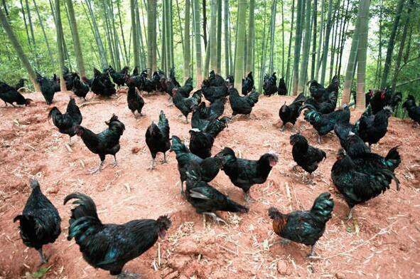 為什么沒人養殖烏骨雞 烏骨雞養殖利潤與前景分析