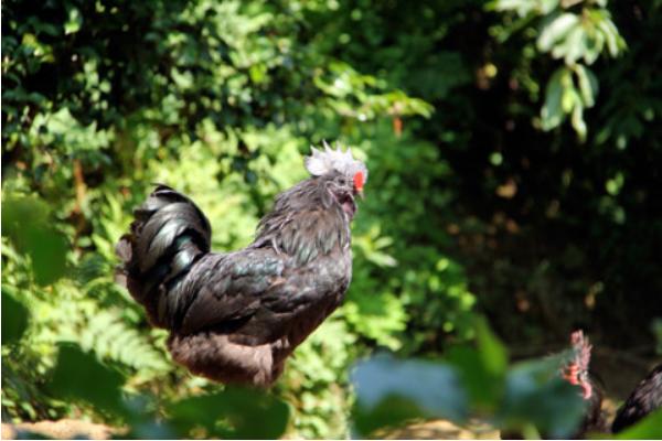 為什么沒人養殖烏骨雞 烏骨雞養殖利潤與前景分析