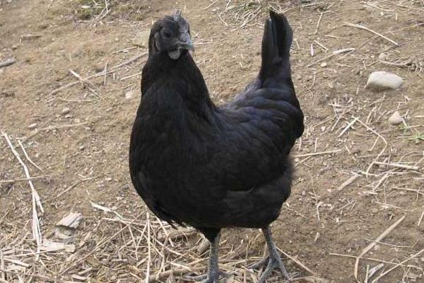 五黑雞圖片大全 五黑雞是什么雞 五黑雞簡介
