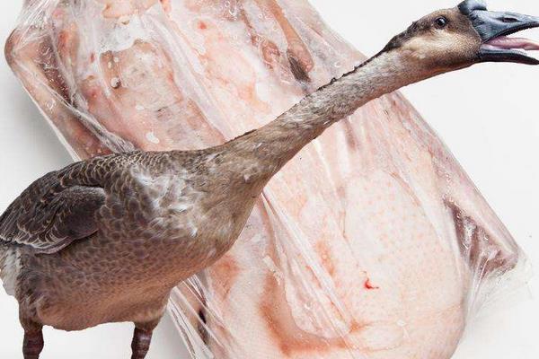 吃鵝肉上火嗎 鵝肉脂肪含量高嗎