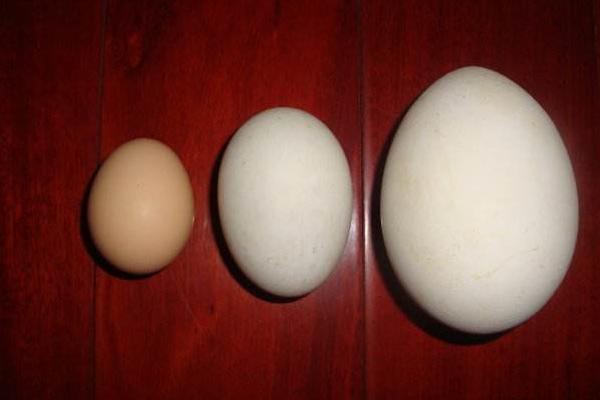 雞蛋鴨蛋可以一起吃嗎 鴨蛋好還是雞蛋好