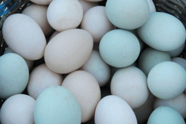 鴨蛋不能和什么一起吃 什么人不能吃鴨蛋
