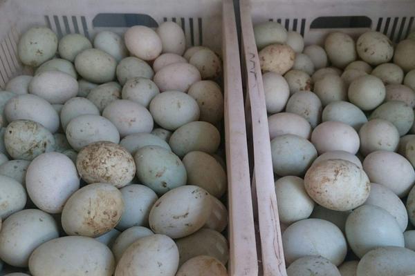 鴨蛋不能和什么一起吃 什么人不能吃鴨蛋