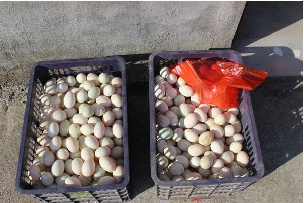 鴨蛋不能和什么一起吃 什么人不能吃鴨蛋