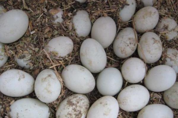 鴨蛋功效與作用 鴨蛋營養(yǎng)價值