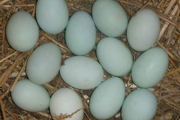 鴨蛋怎么淹油多 鴨蛋太咸怎么處理