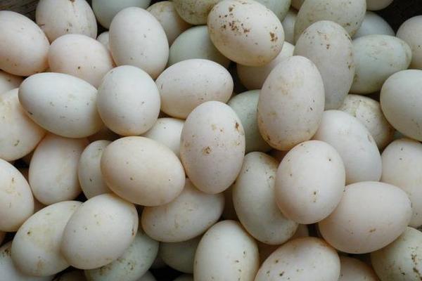 鴨蛋和雞蛋的區別是什么 雞蛋和鴨蛋那個營養好