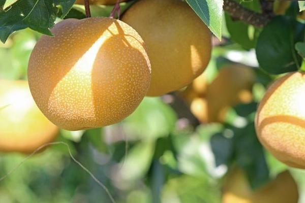 夢見梨是什么意思 女人夢到梨樹結滿了梨有什么預兆