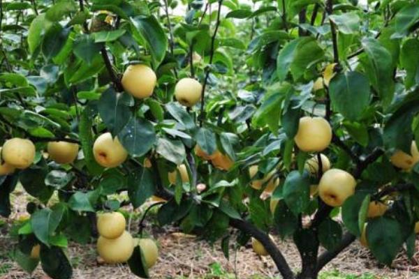 夢見梨是什么意思 女人夢到梨樹結滿了梨有什么預兆