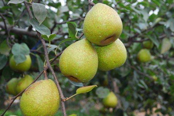 夢見梨是什么意思 女人夢到梨樹結滿了梨有什么預兆