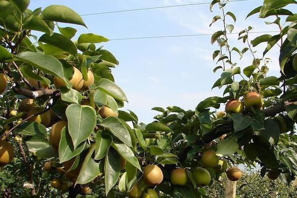 夢見梨是什么意思 女人夢到梨樹結滿了梨有什么預兆