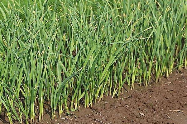 夢(mèng)見蒜苗是什么意思 女人夢(mèng)到地里的蒜苗有什么預(yù)兆