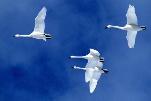 夢見天鵝是什么意思 孕婦夢到一群天鵝在天上飛有什么預兆