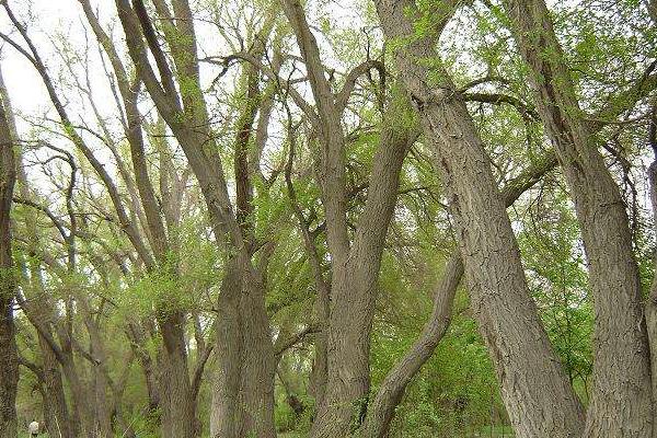夢見榆樹是什么意思 夢到園里長了小榆樹有什么預兆