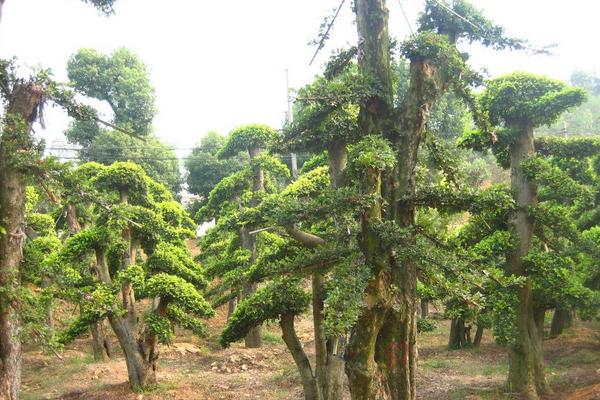 夢見榆樹是什么意思 夢到園里長了小榆樹有什么預兆