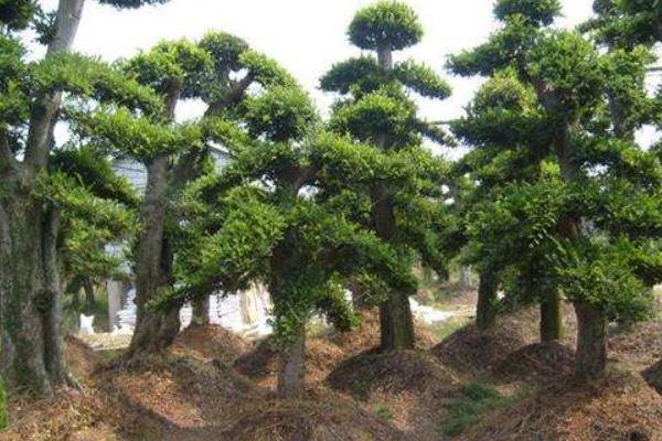 夢見榆樹是什么意思 夢到園里長了小榆樹有什么預兆