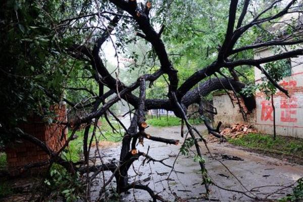 夢見榆樹是什么意思 夢到園里長了小榆樹有什么預兆