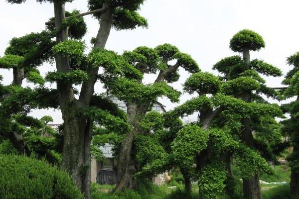 夢見榆樹是什么意思 夢到園里長了小榆樹有什么預兆