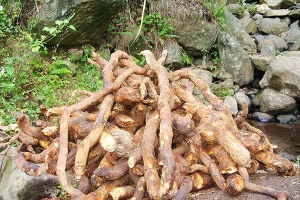 楊桃根的功效與作用及禁忌 楊桃根藥用價值