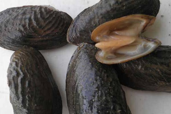 夢見河蚌是什么意思 女人夢到河蚌里有珍珠有什么預兆