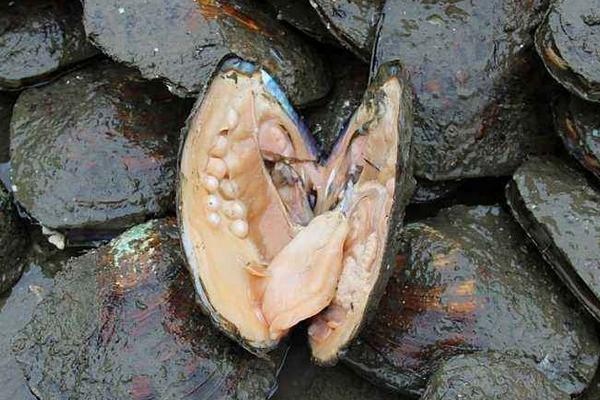 夢見河蚌是什么意思 女人夢到河蚌里有珍珠有什么預兆