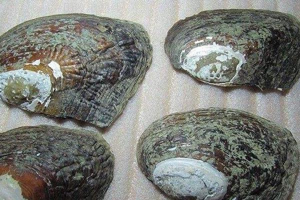 夢見河蚌是什么意思 女人夢到河蚌里有珍珠有什么預兆