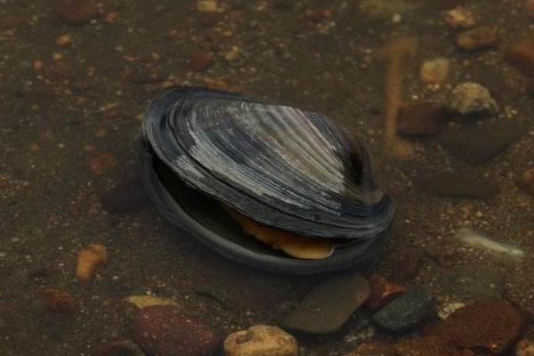 夢見河蚌是什么意思 女人夢到河蚌里有珍珠有什么預兆