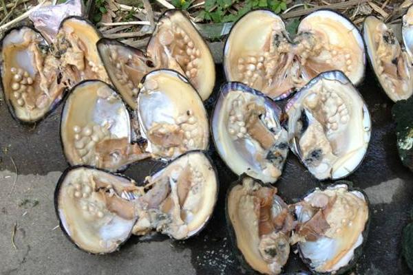 夢見河蚌是什么意思 女人夢到河蚌里有珍珠有什么預兆