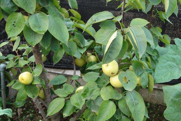 夢(mèng)見(jiàn)梨是什么意思 女人夢(mèng)到梨樹(shù)結(jié)滿了梨有什么預(yù)兆